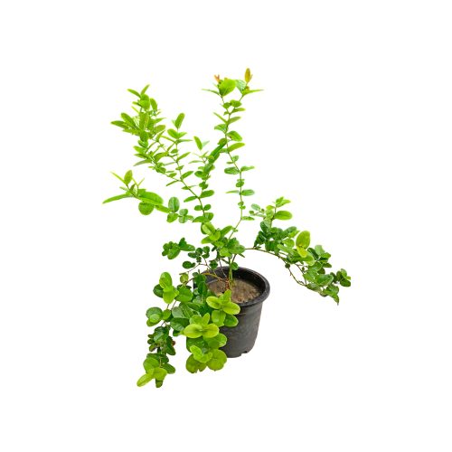 Karonda Plant / వాక్కాయ మొక్క(Grafted)