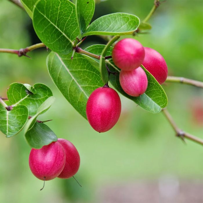 Karonda Plant / వాక్కాయ మొక్క(Grafted) - Image 2
