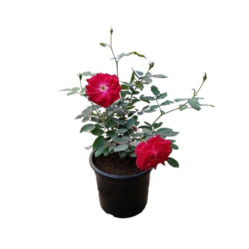 Kashmir Rose