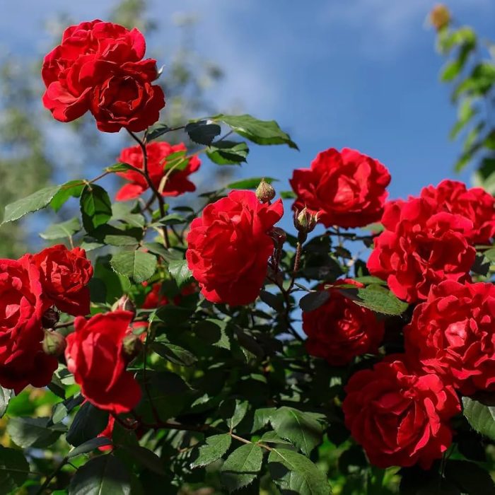 Kashmir Rose - Image 2