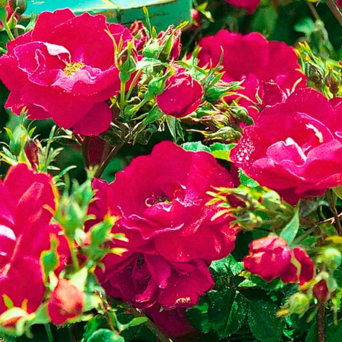 Kashmir Rose - Image 3