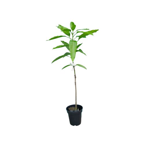 Katimon Mango