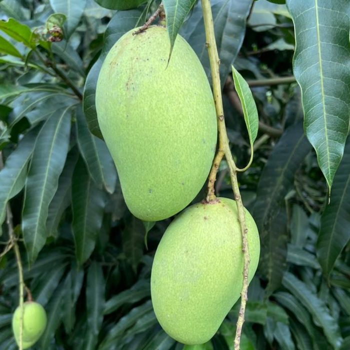 Katimon Mango - Image 2