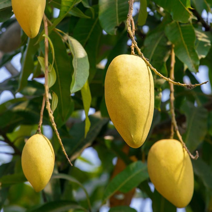 Katimon Mango - Image 3