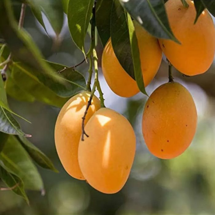 Katimon Mango - Image 4