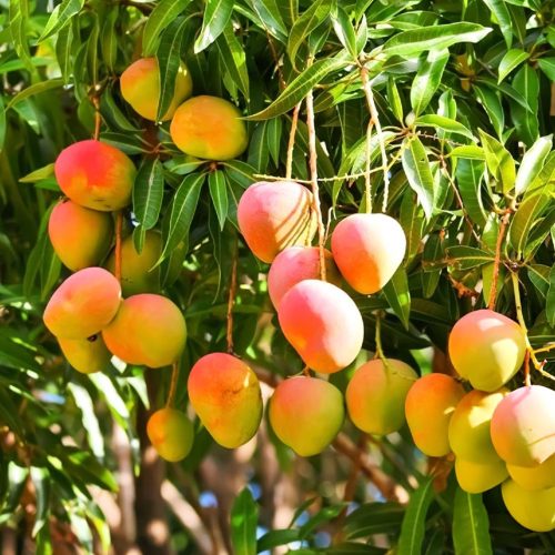 Kesari Mango