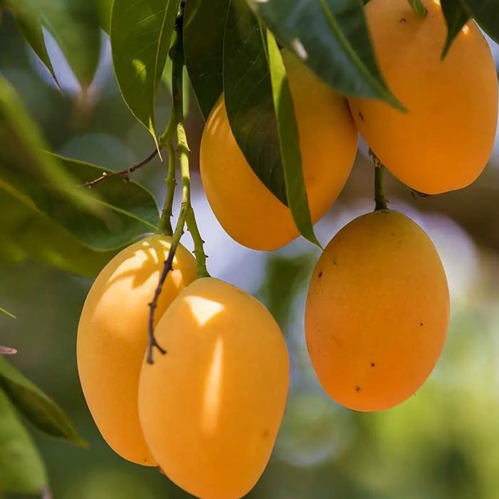 Kesari Mango - Image 2