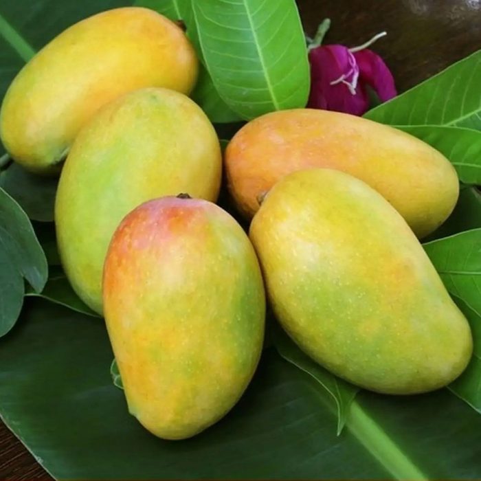 Kesari Mango - Image 4