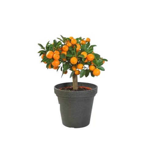 Kinow Orange