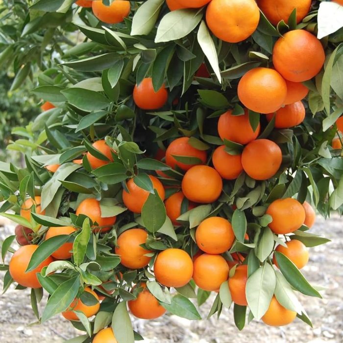 Kinow Orange - Image 2