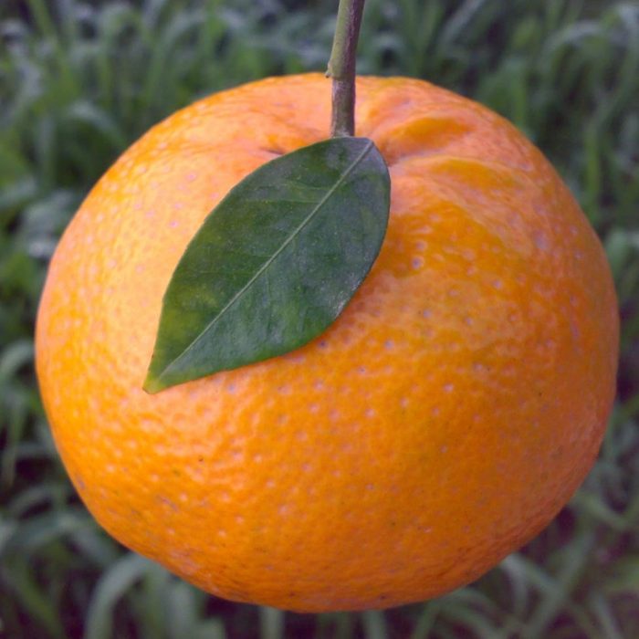Kinow Orange - Image 3