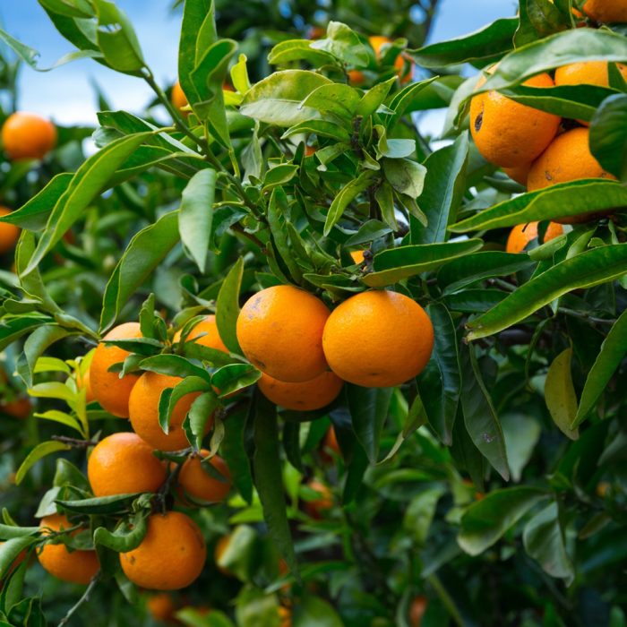 Kinow Orange - Image 4