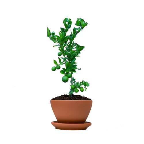 Kolkata Lemon (Grafted) ( Patti Lemon )