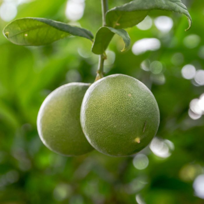 Kolkata Lemon (Grafted) ( Patti Lemon ) - Image 2