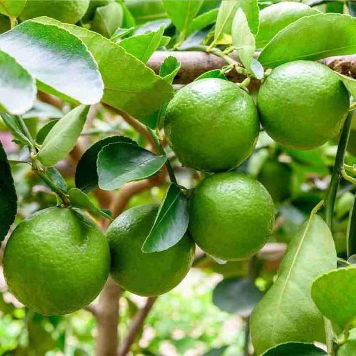 Kolkata Lemon (Grafted) ( Patti Lemon ) - Image 3
