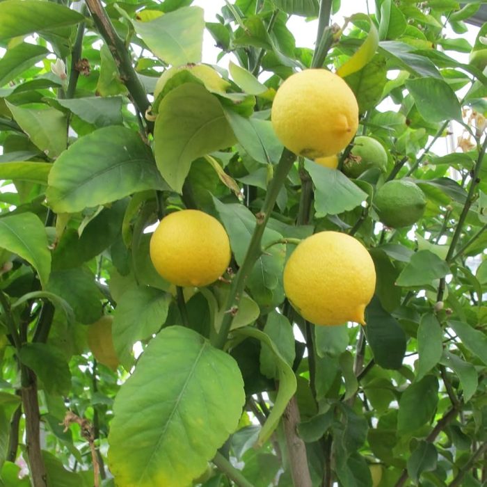Kolkata Lemon (Grafted) ( Patti Lemon ) - Image 4