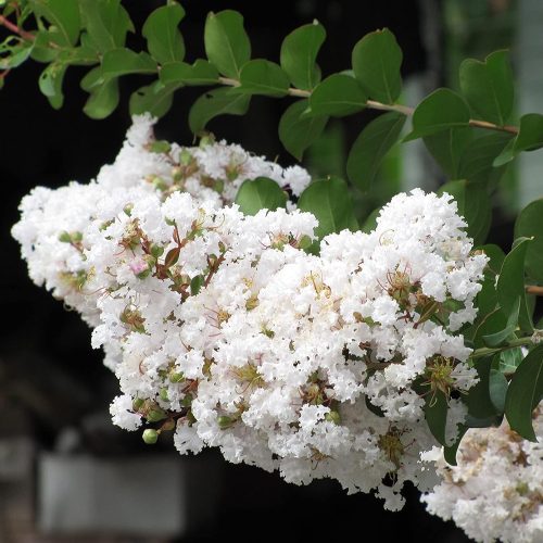 Lagerstroemia