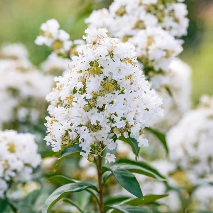 Lagerstroemia - Image 2