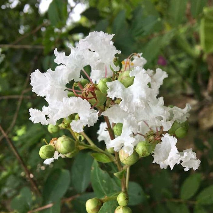 Lagerstroemia - Image 3