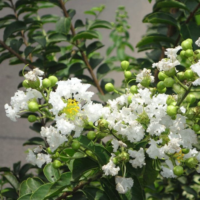 Lagerstroemia - Image 4