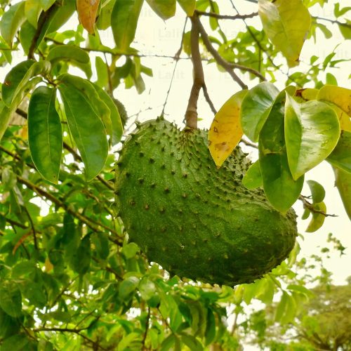 Lakshma Phal / లక్ష్మణ ఫలము