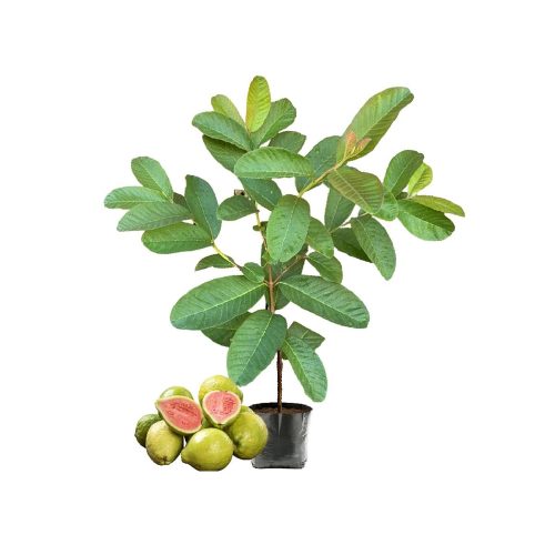 Lalit Guava / లలిత జామ(Grafted)