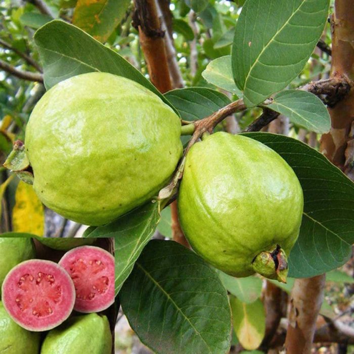 Lalit Guava / లలిత జామ(Grafted) - Image 2