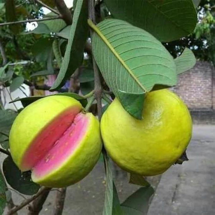 Lalit Guava / లలిత జామ(Grafted) - Image 3