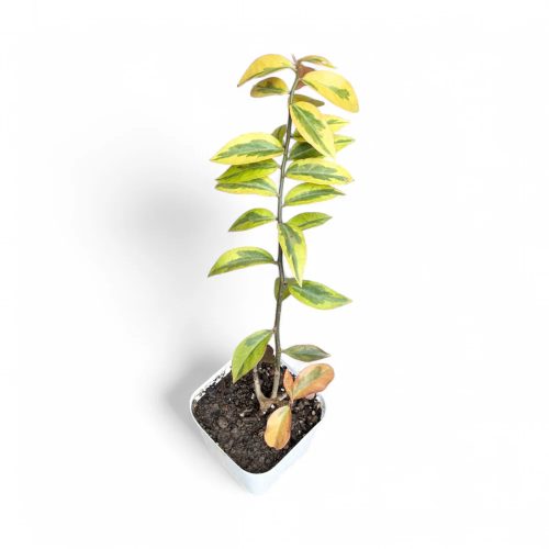 Lemon Vine