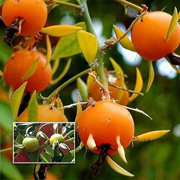 Lemon Vine - Image 2