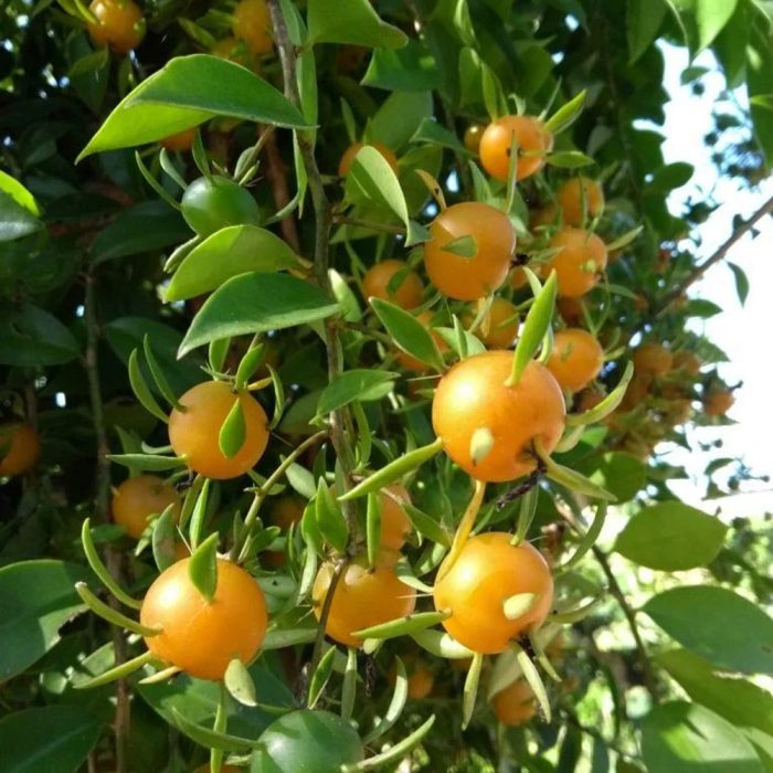 Lemon Vine - Image 3