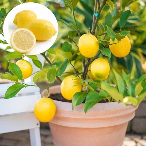 Less seed lemon(Grafted)