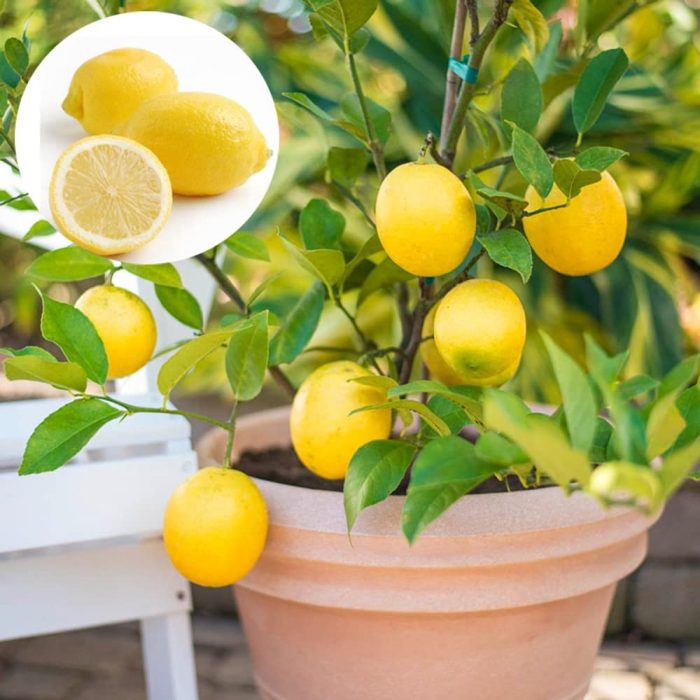 Less seed lemon(Grafted)