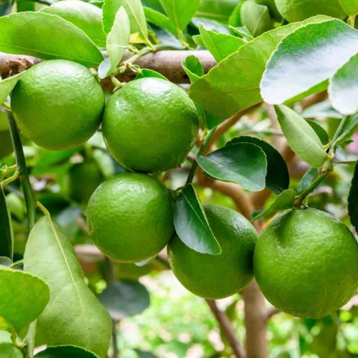 Less seed lemon(Grafted) - Image 2