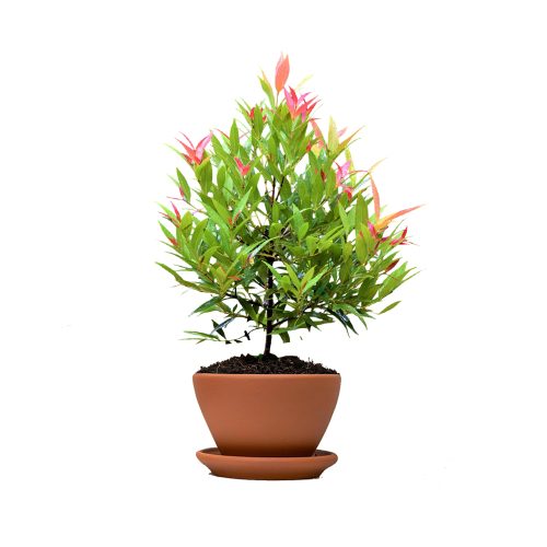 Lilly Pilly