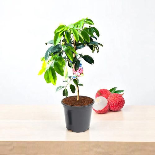 Litchi Fruit Plant