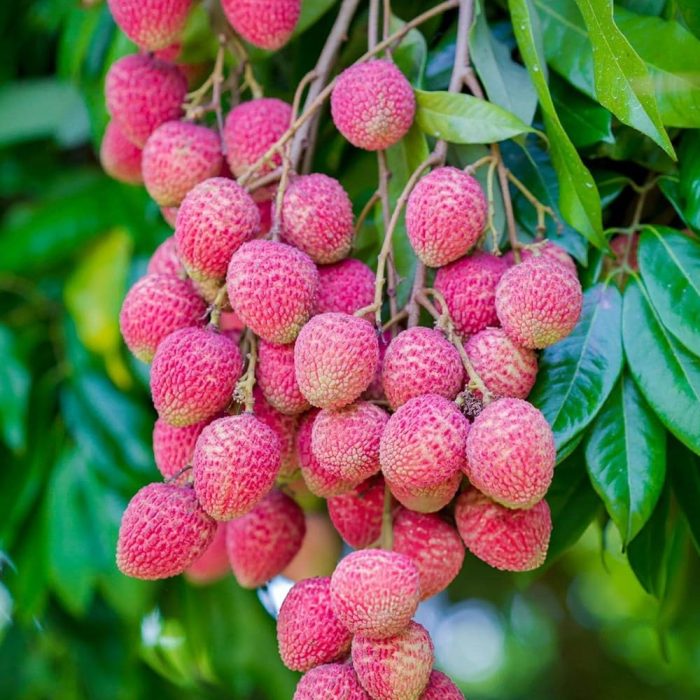 Litchi Fruit Plant - Image 2