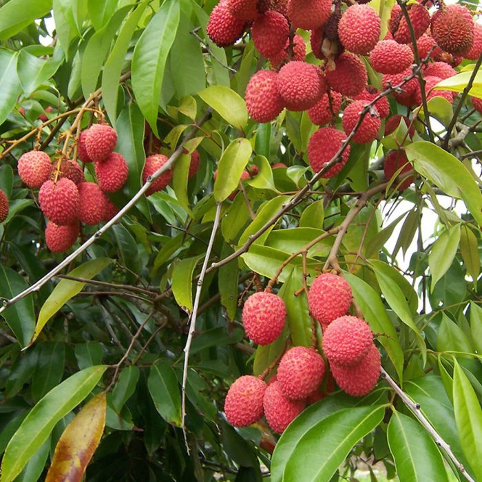 Litchi Fruit Plant - Image 3