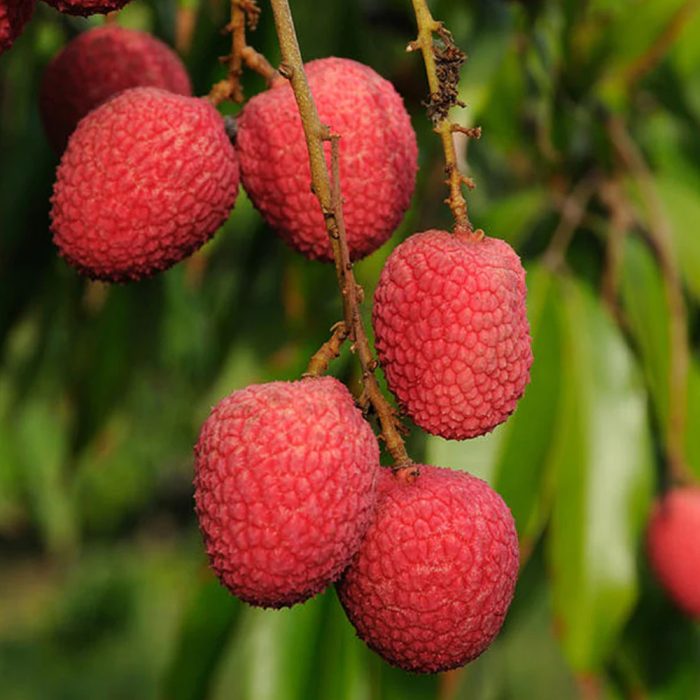 Litchi Fruit Plant - Image 4