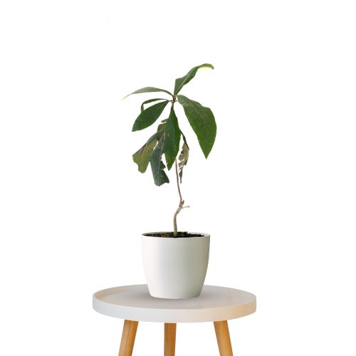 Loquat (Grafted)