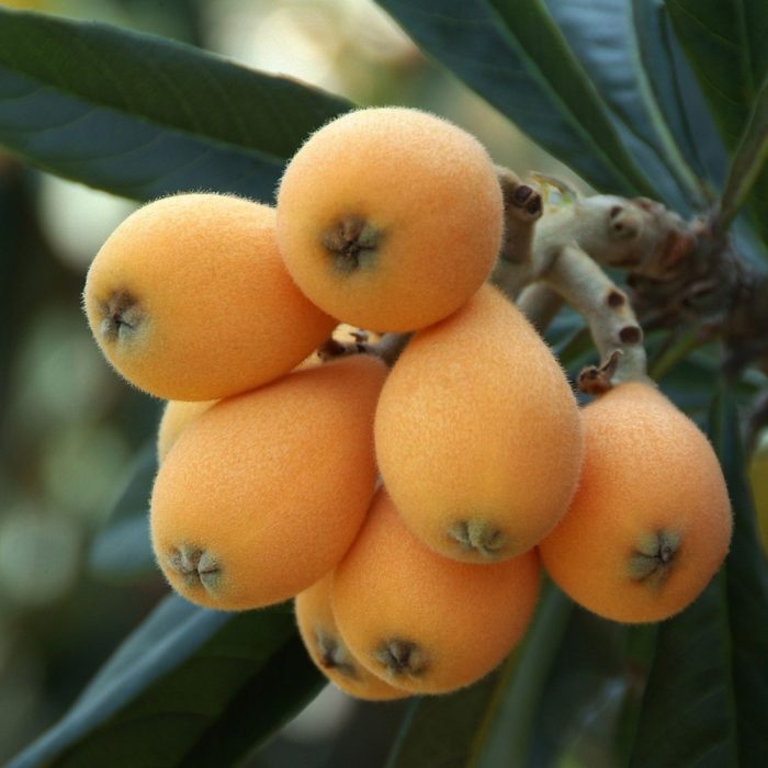 Loquat (Grafted) - Image 2