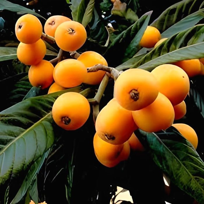 Loquat (Grafted) - Image 3