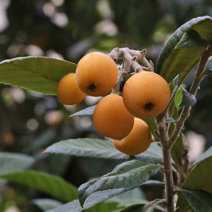 Loquat (Grafted) - Image 4