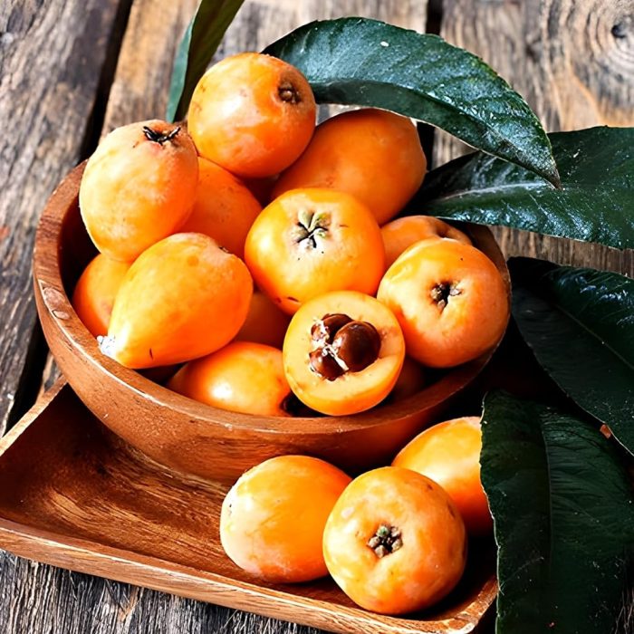 Loquat (Grafted) - Image 5