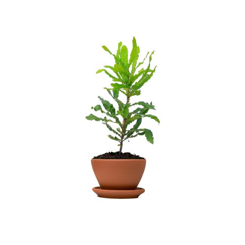 Macadamia
