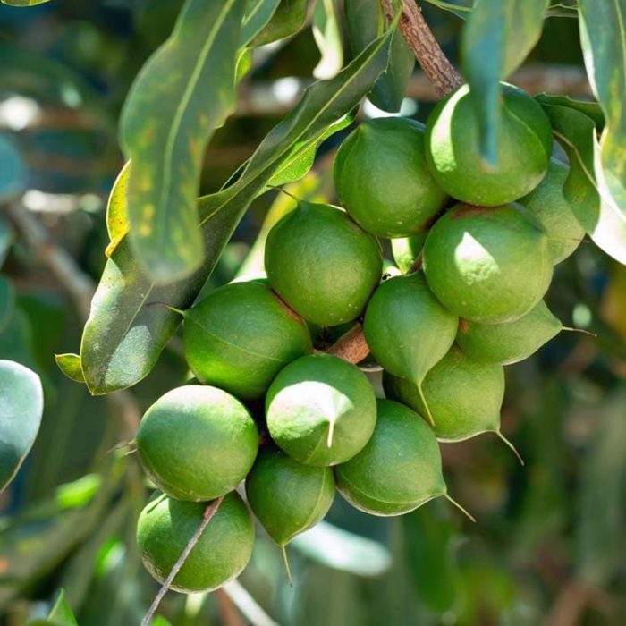 Macadamia - Image 2