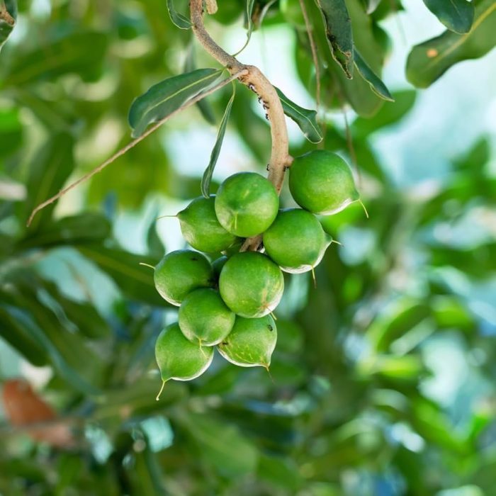Macadamia - Image 3