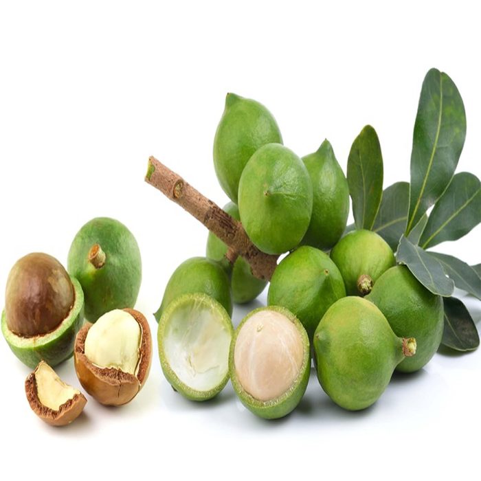 Macadamia - Image 4