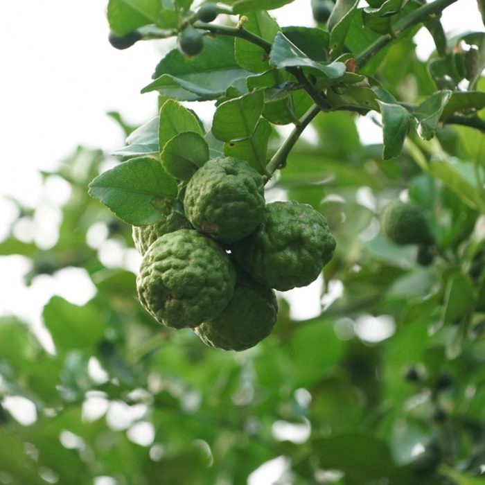 Madiphalam / మాదిఫలం(Grafted)