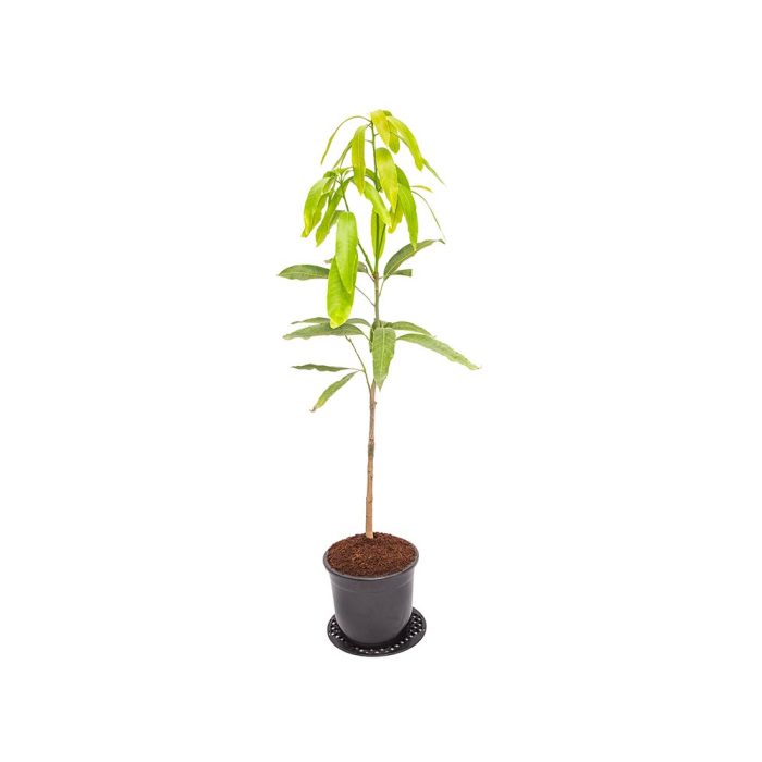 Mallika Mango